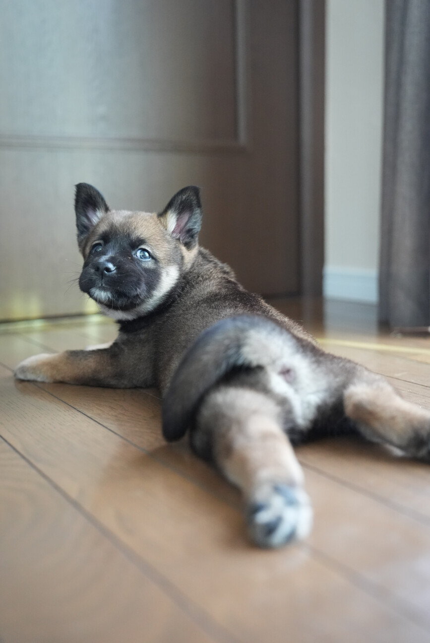 推定6週齢、おっとりなオ」神奈川県 - 犬の里親募集(536393) 6枚目