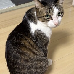 保護猫譲渡会（東京都西東京市）