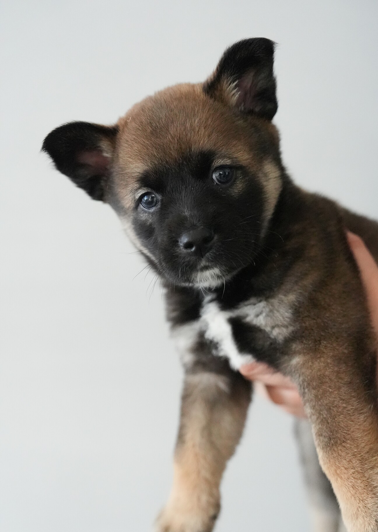 推定6週齢、おっとりなオ」神奈川県 - 犬の里親募集(536393) 1枚目