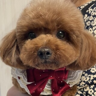 トイプードル・5歳・女の子????