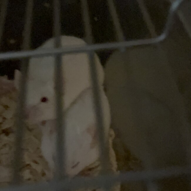 mimrkmのカバー写真