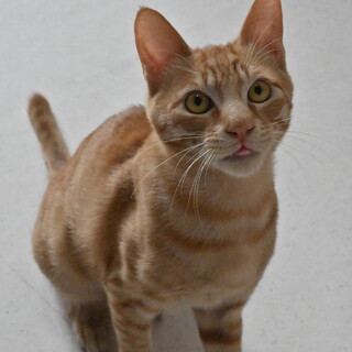 隼：人馴れ抜群！やんちゃな男の子。※トライアル中