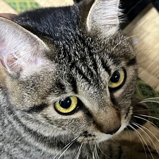 奄美大島内での猫の里親募集、3歳メス