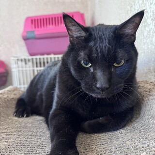 西門：ビッグボディ！でもとっても優しい男の子。