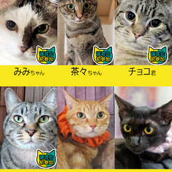 17匹「ひにゃまつり」／みよし市 サムネイル2