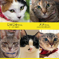 17匹「ひにゃまつり」／みよし市 サムネイル3