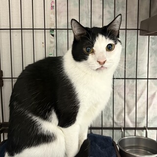 ムース：ワシャワシャ撫でられる、ハチワレの男の子。