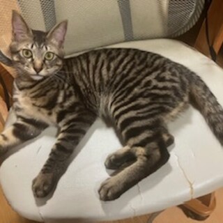 キジトラ6ケ月ジンくん甘えん坊さん