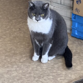 サニー：ブリティッシュMIXの男の子※トライアル中