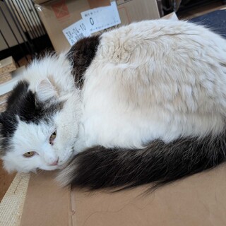 長毛美猫♪カコちゃん