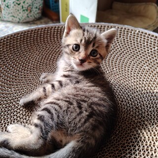 人懐こくほかの猫とも仲よくできます♡ソラ