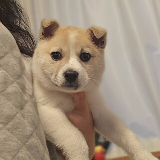 推定2ヶ月の女の子ティッピ