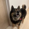クロくん