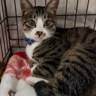 ゴロスリ甘えん坊　ハヤトくん