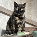 キレイなサビ猫