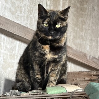 世界に一つだけの美しいべっこう模様