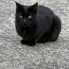 凛々しい黒猫 サムネイル2