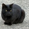 凛々しい黒猫 サムネイル3