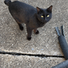 凛々しい黒猫 サムネイル4