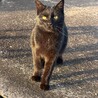凛々しい黒猫 サムネイル5