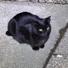 凛々しい黒猫 サムネイル6