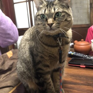 キジトラ　女の子　４才７ヵ月くらい