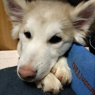 人懐っこい雑種くん！【再募】