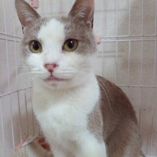 キレイなグレー白の穏やかハチワレちゃん