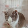 キレイなグレー白の穏やかハチワレちゃん サムネイル2