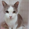 キレイなグレー白の穏やかハチワレちゃん サムネイル3