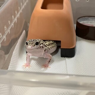 レオパ3匹、コーンスネーク1匹