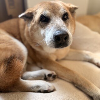 モナです。甘やかしてくれる家族待ってます