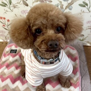 ゆっくり仲良くしてね！散歩大好きトイプードル男の子