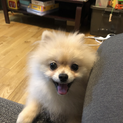 ポメラニアン クリーム 4歳　※募集一時停止中