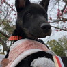 ムダ吠えなし人が好き甘えんさんメス子犬 サムネイル2