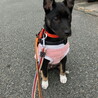 ムダ吠えなし人が好き甘えんさんメス子犬 サムネイル3