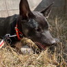 ムダ吠えなし人が好き甘えんさんメス子犬 サムネイル4