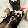 ムダ吠えなし人が好き甘えんさんメス子犬 サムネイル5