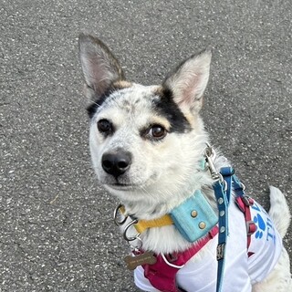 ミックスの女の子てんちゃん