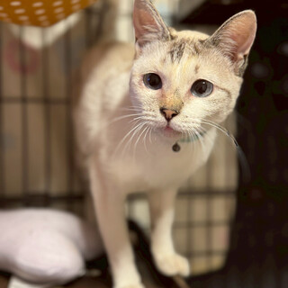 甘えん坊さんで可愛い朝日ちゃん♡