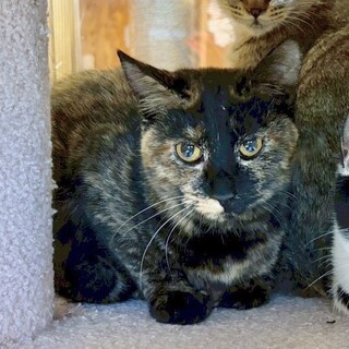 個性的なさびちゃん　ツバキやっこ8カ月