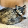個性的なさびちゃん　ツバキやっこ7カ月 サムネイル2