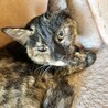 個性的なさびちゃん　ツバキやっこ7カ月 サムネイル3