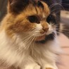 里親募集 サムネイル2