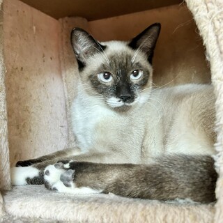 青目　シャムミックス　カランちゃん8カ月