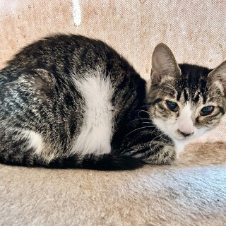 遊び大好きチュール大好き　カゲロウちゃん8カ月