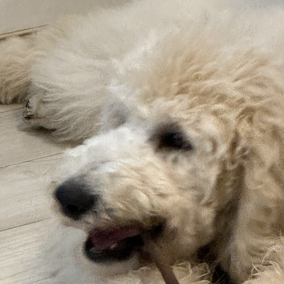 べべのカバー写真