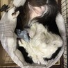の写真