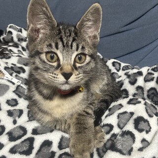 キジ  子猫 生後半年以内  