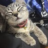 キジ  子猫 生後半年以内   サムネイル2